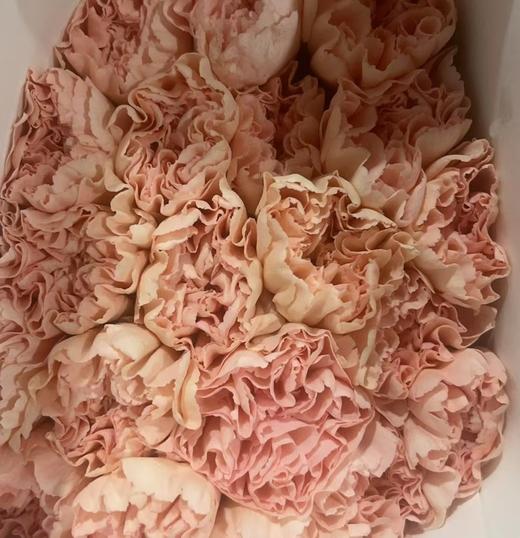 单头康乃馨 | 流光宜彩 商品图0