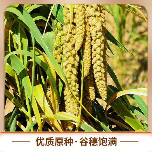 沁州黄小米2.5kg山西特产 商品图3