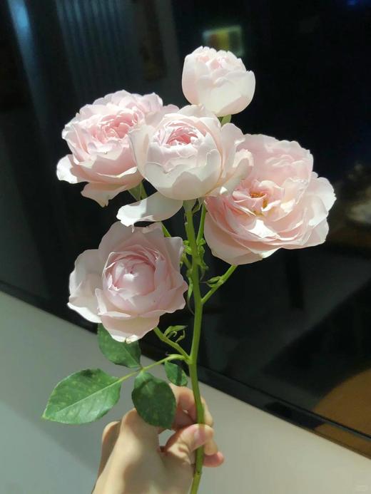 肯尼亚进口花材fairly kiss pin粉色仙子之吻多头玫瑰10支 商品图4