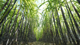 11.6信息港小学定制营购买链接