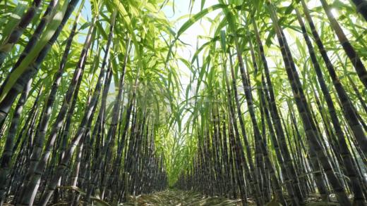 11.6信息港小学定制营购买链接 商品图0