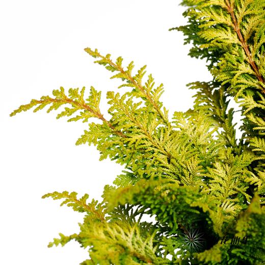 叶材 | 金叶凤尾 商品图3