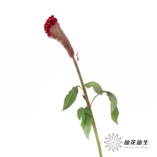 配花 | 鸡冠花红色（季节原因，花冠部分容易有黑色种子，介意慎拍） 商品图2
