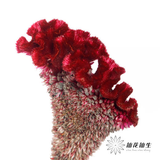 配花 | 鸡冠花红色（季节原因，花冠部分容易有黑色种子，介意慎拍） 商品图0