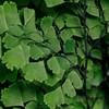 叶材 | 铁线蕨 商品缩略图5