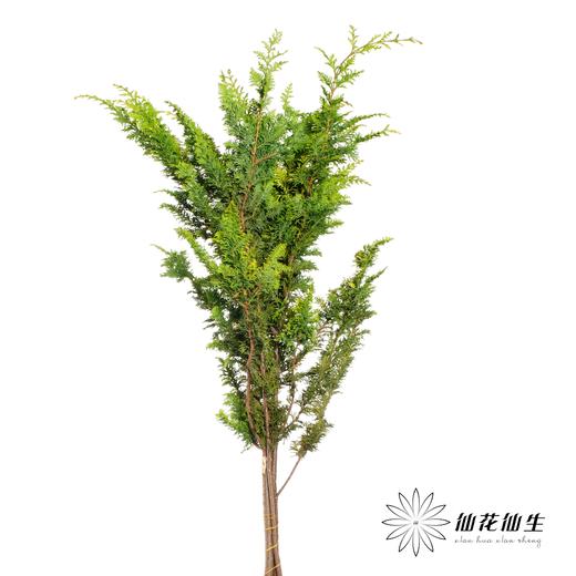 叶材 | 金叶凤尾 商品图1