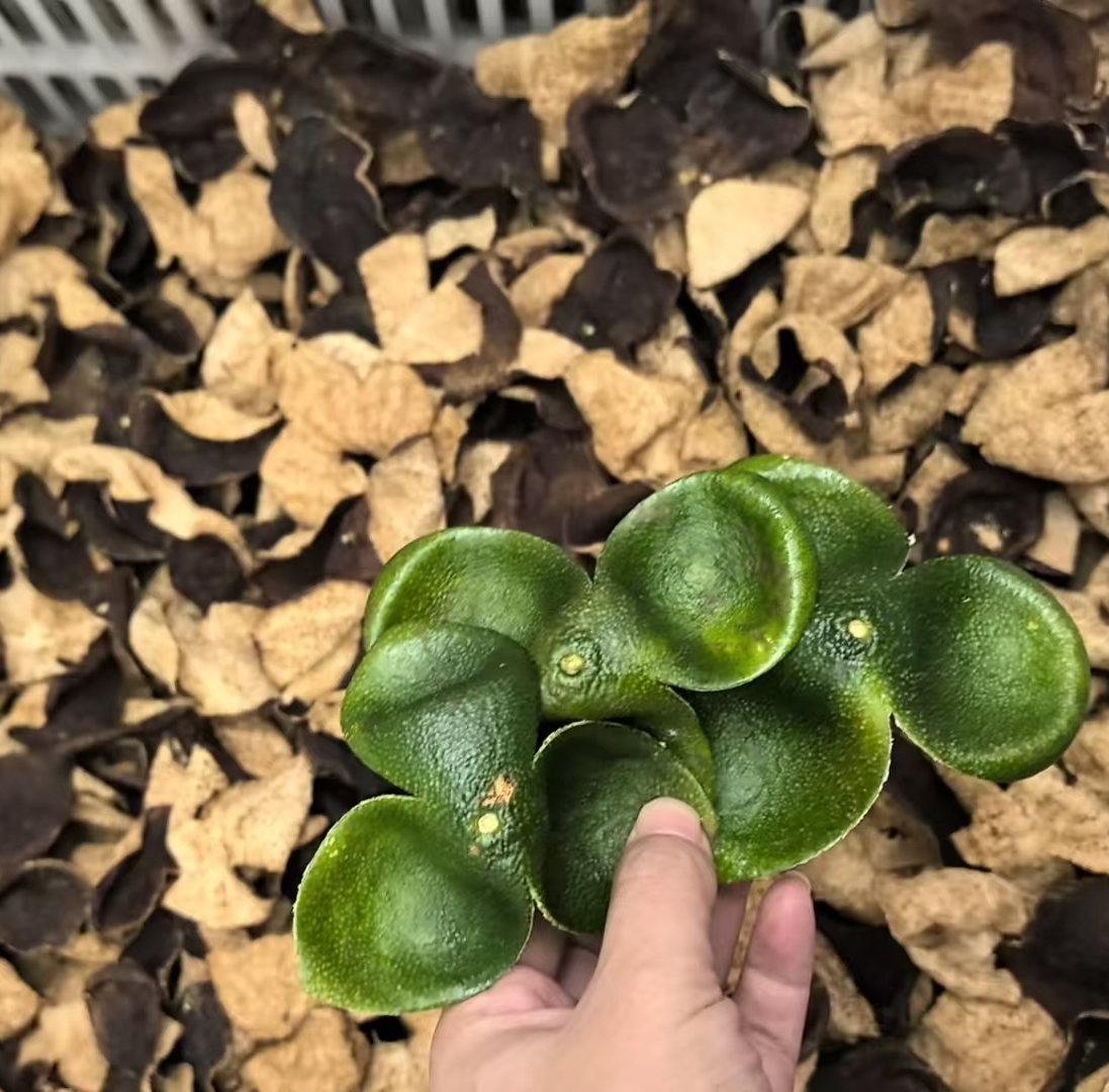 团购  新会陈皮