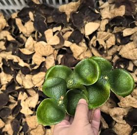 团购  新会陈皮