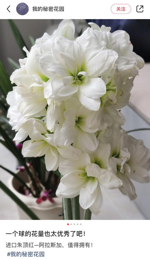 【预售】进口重瓣朱顶红——阿弗蕾65（简易塑料盆 现货，下单即可到店自提） 商品图3