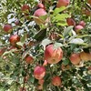010昭通丑苹果| Yunnan Apple  长得丑但真的好吃  高原自然熟 脆甜可口 越嚼越香 带皮啃才过瘾 商品缩略图2