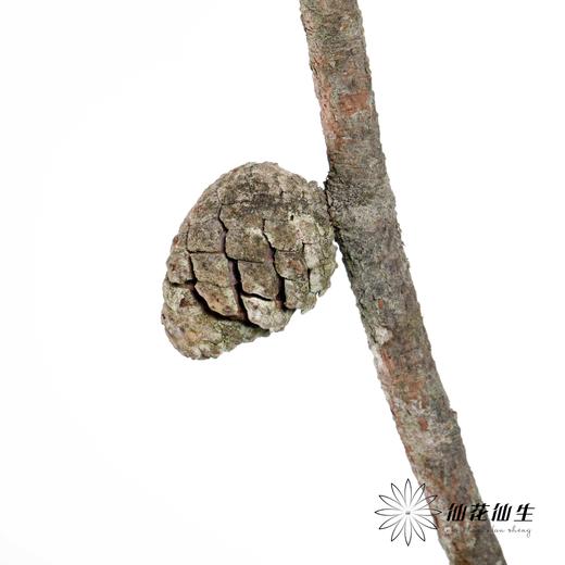 叶材 | 松果 商品图3