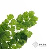 叶材 | 铁线蕨 商品缩略图1