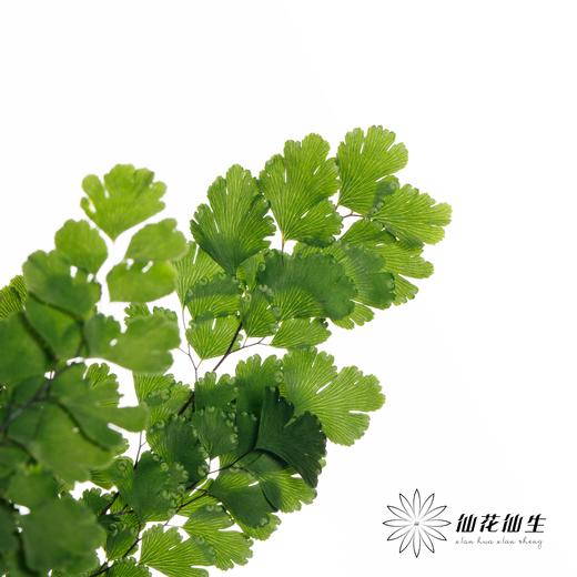 叶材 | 铁线蕨 商品图1