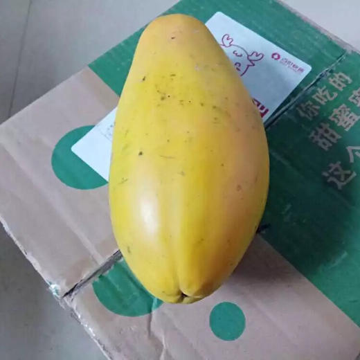 [最农公社]顺丰发货|树熟正宗雷州木瓜3斤5斤8斤一款值得你等待的木瓜 商品图7