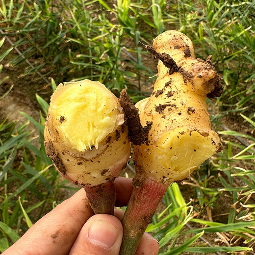 密云农家鲜姜3斤   新鲜现拔  鲜嫩爽口  姜味浓  适合调味 商品图5
