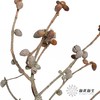 叶材 | 松果 商品缩略图1