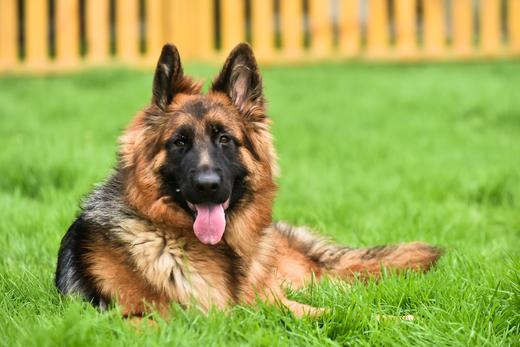 犬儿小驿 商品图9