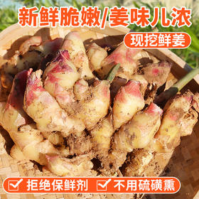 密云农家鲜姜1斤   新鲜现拔  鲜嫩爽口  姜味浓  适合调味