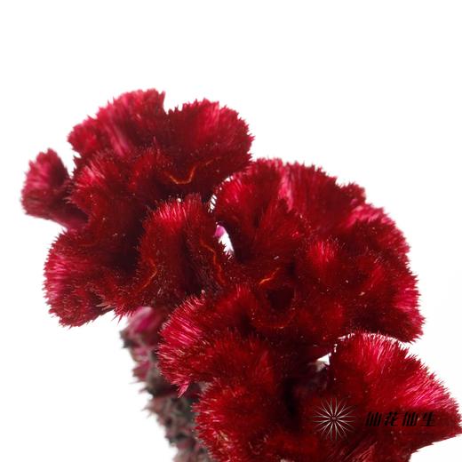 配花 | 鸡冠花红色（季节原因，花冠部分容易有黑色种子，介意慎拍） 商品图3
