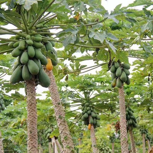 [最农公社]顺丰发货|树熟正宗雷州木瓜3斤5斤8斤一款值得你等待的木瓜 商品图9