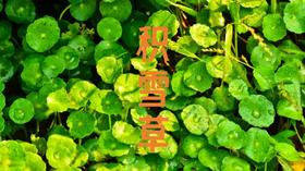 草木有趣 | 积雪草的修护作用