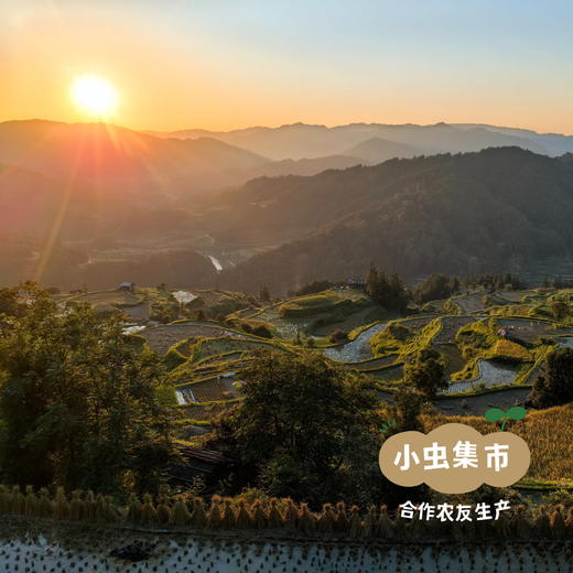 【2025年秋收新米】生态绿香珠米 500g/袋 | 合作农友生产，来自贵州黎平洋洞村，生产者：杨邦荣 &【公平贸易农人定价】 商品图10