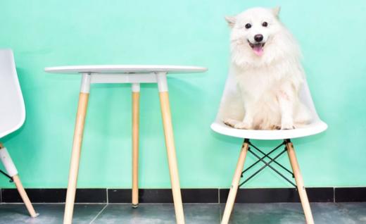 犬儿小驿 商品图13