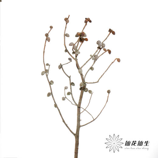 叶材 | 松果 商品图2