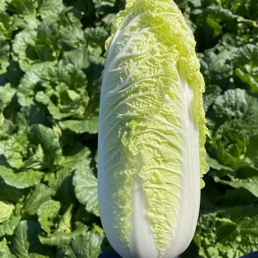 土豆、茄瓜、胡萝卜、甜菜根等、酵素蔬菜组合包 | 自然农耕、六不用种植，时令蔬菜包，各类绿叶蔬菜，小黄姜、萝卜等|| 健源 商品图12