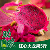 【广西】红心火龙果5斤 商品缩略图0