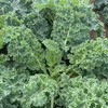土豆、茄瓜、胡萝卜、甜菜根等、酵素蔬菜组合包 | 自然农耕、六不用种植，时令蔬菜包，各类绿叶蔬菜，小黄姜、萝卜等|| 健源 商品缩略图8