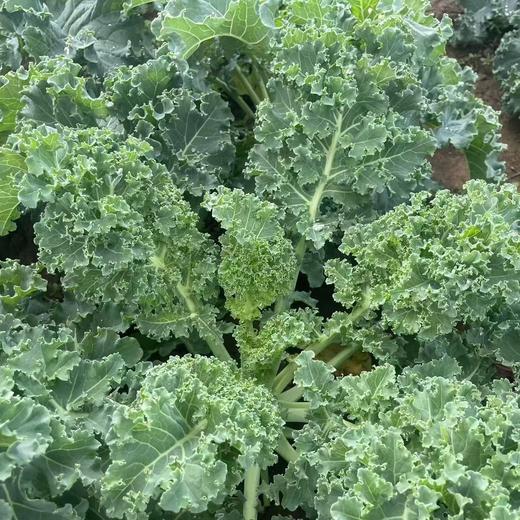 土豆、茄瓜、胡萝卜、甜菜根等、酵素蔬菜组合包 | 自然农耕、六不用种植，时令蔬菜包，各类绿叶蔬菜，小黄姜、萝卜等|| 健源 商品图8