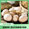 高山散养草鸡蛋30枚（江浙沪顺丰包邮） 商品缩略图2