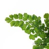 叶材 | 铁线蕨 商品缩略图4