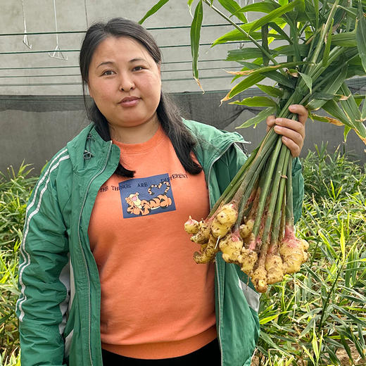 密云农家鲜姜3斤   新鲜现拔  鲜嫩爽口  姜味浓  适合调味 商品图4