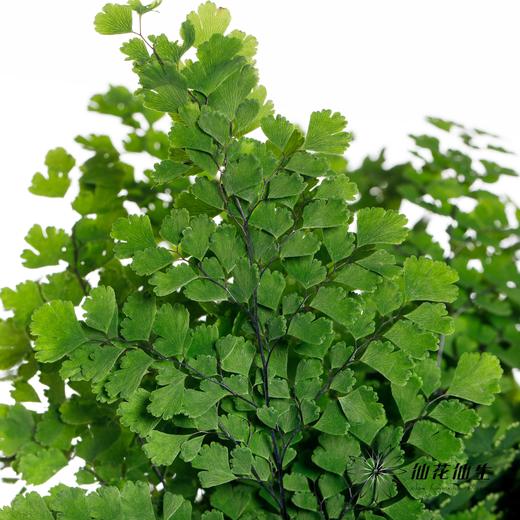 叶材 | 铁线蕨 商品图2