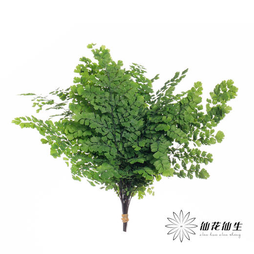 叶材 | 铁线蕨 商品图3