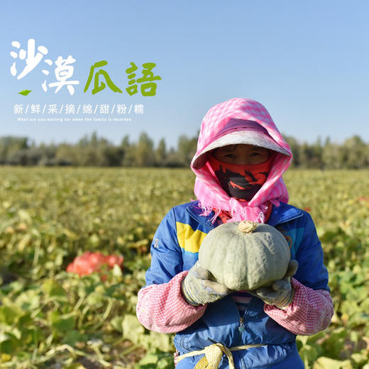 新疆 阿勒泰 板栗南瓜，霜降后采摘，粉，干，甜，香，营养价值高，老少皆宜！ 商品图1