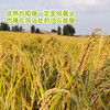 【内蒙古帮扶】定丰农场 沙漠富硒糙米  2.5kg 商品缩略图4