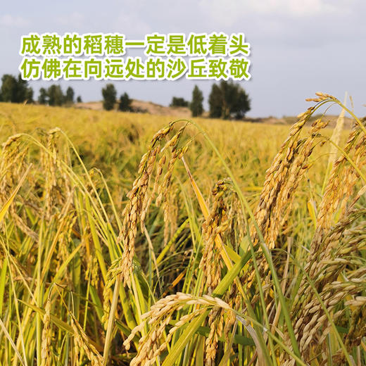 【内蒙古帮扶】定丰农场 沙漠富硒糙米  2.5kg 商品图4