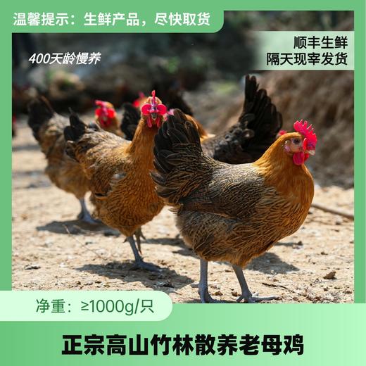 高山竹林鸡一只装（江浙沪顺丰包邮） 商品图0