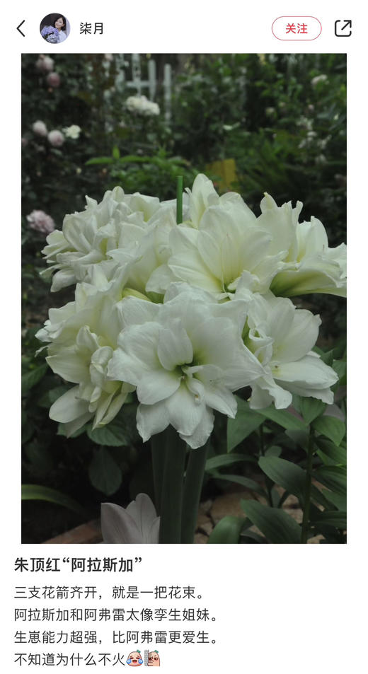 【预售】进口重瓣朱顶红——阿弗蕾65（简易塑料盆 现货，下单即可到店自提） 商品图2