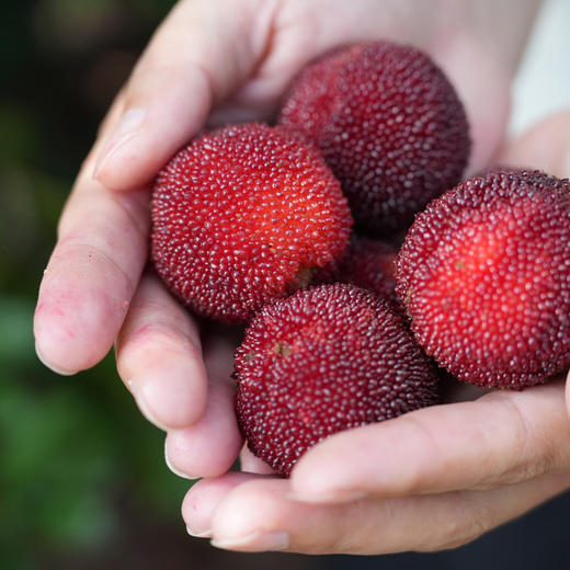 米造局仙梅笑6度仙居杨梅酒350ml 商品图2