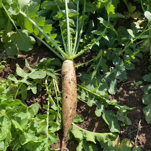 土豆、茄瓜、胡萝卜、甜菜根等、酵素蔬菜组合包 | 自然农耕、六不用种植，时令蔬菜包，各类绿叶蔬菜，小黄姜、萝卜等|| 健源 商品图10