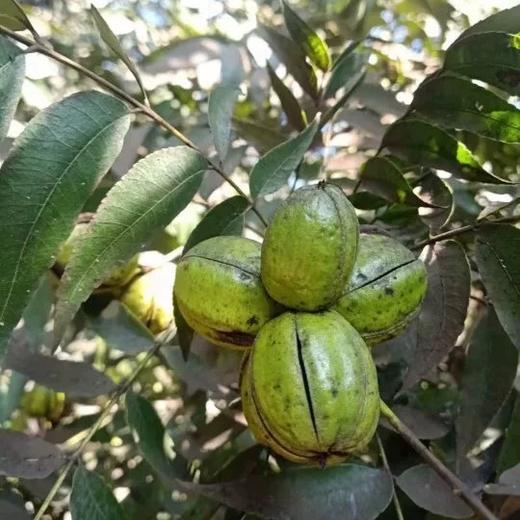 丽江老树碧根果 商品图2