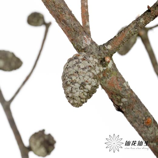 叶材 | 松果 商品图5