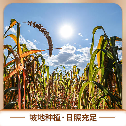 沁州黄小米2.5kg山西特产 商品图5