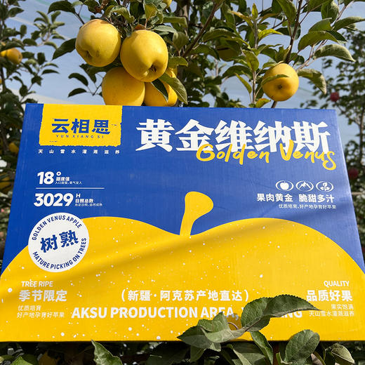 云相思 新疆 树上熟黄金维纳斯苹果 时令水果 商品图6