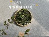 【世所罕见的珍藏级好茶】2021有机霜降白牡丹，每4年独一份的好茶，藏在深深深秋里的春意盎然 商品缩略图1