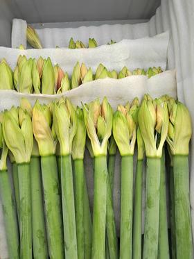 【基地探访】方德朱顶红切花基地